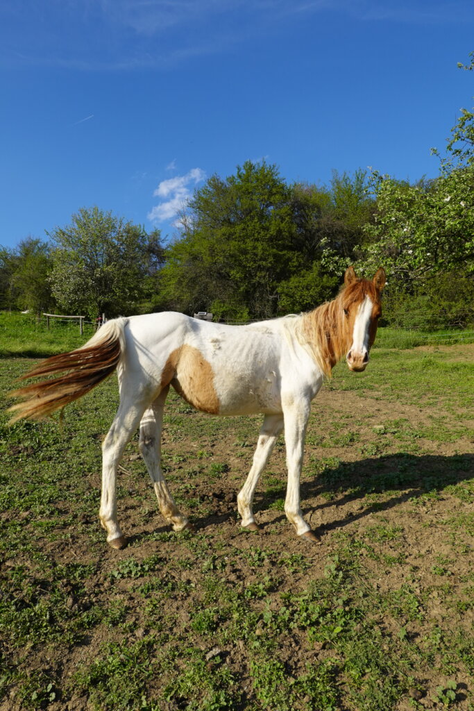 Become a Guardian of a Therapy Horse Herd