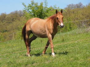 Sdendo - theraputic riding horse