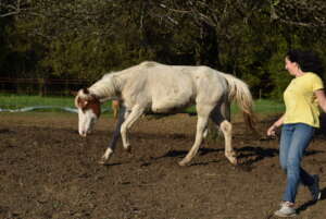 Bianca - in training to become a therapy horse