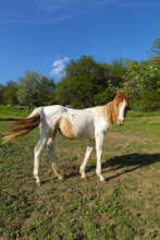 Lazy - future therapy horse