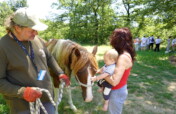 Become a Guardian of a Therapy Horse Herd