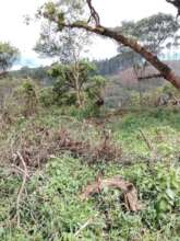 Exploitation of the PNKB's forest resources
