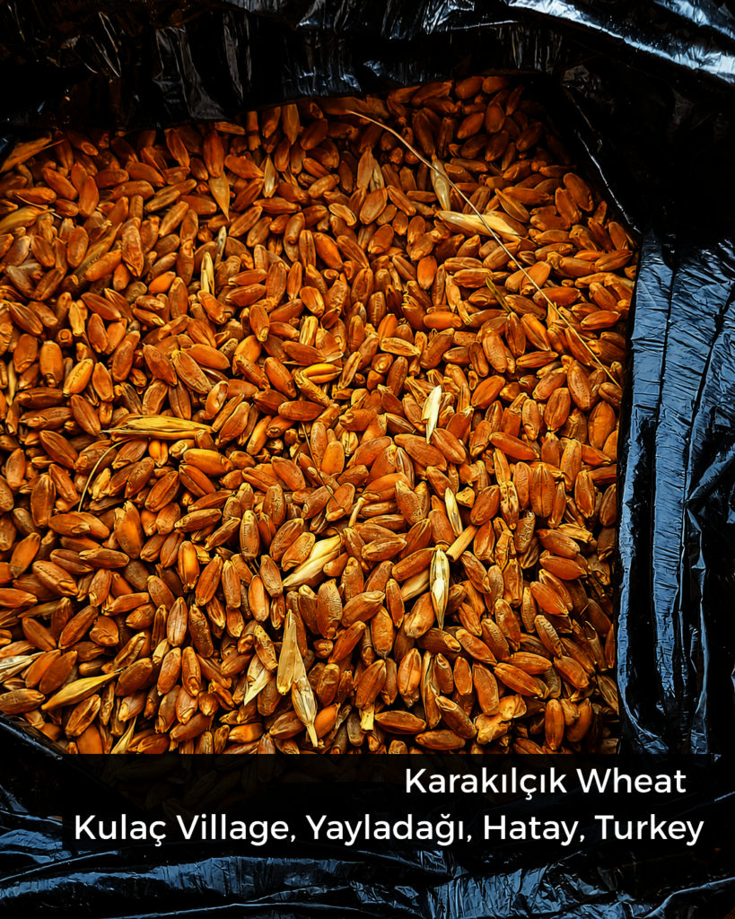 Help Women Bake a Fairer Food Future in Turkiye