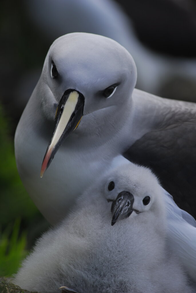 Saving Marion Island's Seabirds: The MFM Project