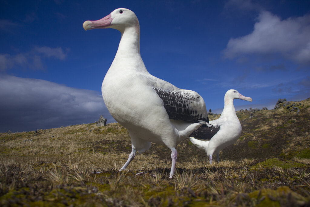 Saving Marion Island's Seabirds: The MFM Project
