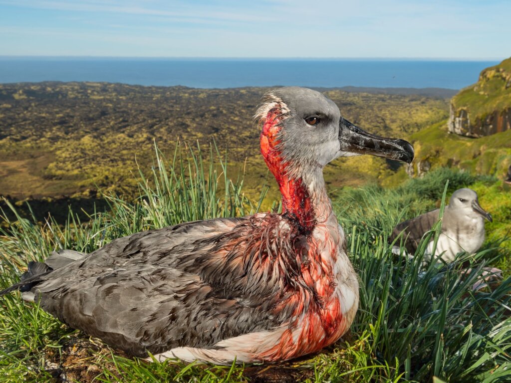 Saving Marion Island's Seabirds: The MFM Project