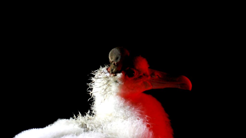 Saving Marion Island's Seabirds: The MFM Project