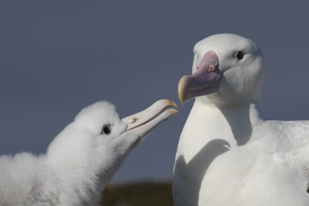 Saving Marion Island's Seabirds: The MFM Project