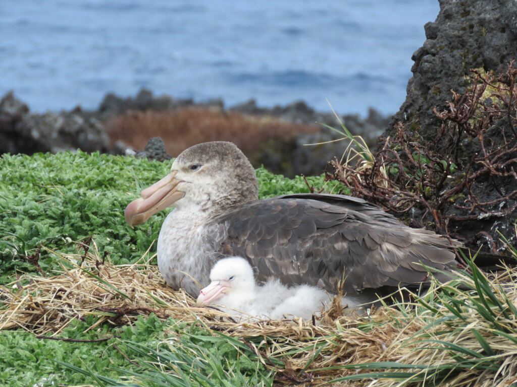 Saving Marion Island's Seabirds: The MFM Project