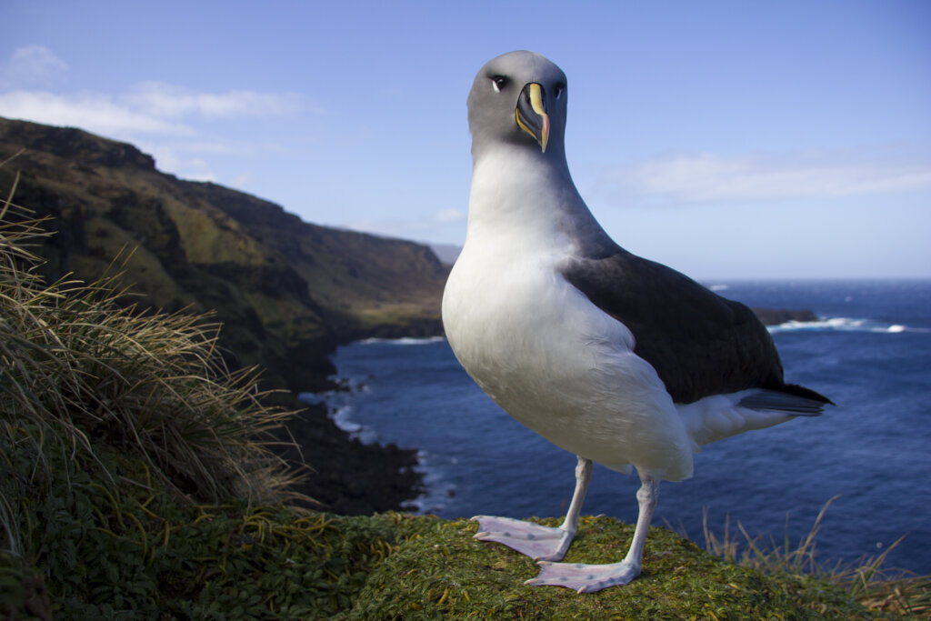 Saving Marion Island's Seabirds: The MFM Project