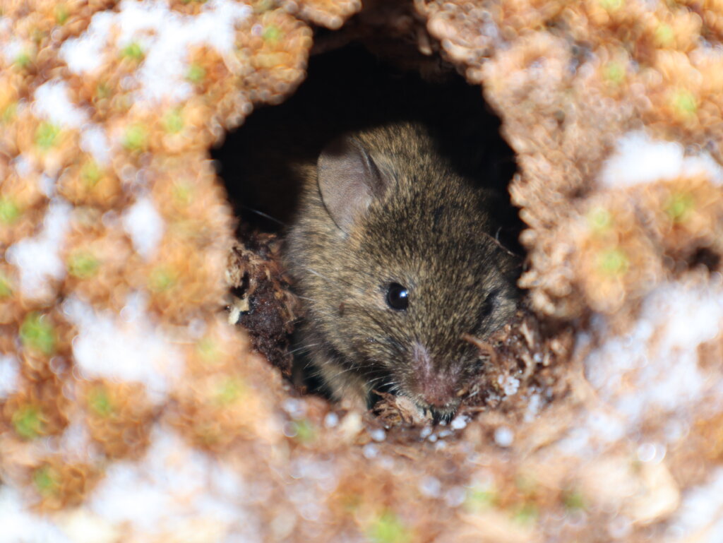 Saving Marion Island's Seabirds: The MFM Project