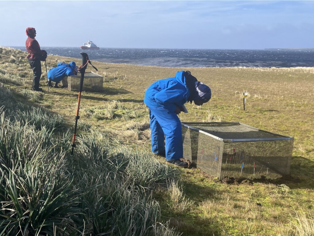 Saving Marion Island's Seabirds: The MFM Project