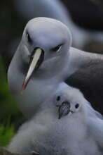 Grey-headed Albatross and chick