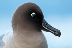 Light-mantled Albatross