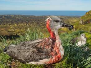 Grey-headed Albatross attacked by mice