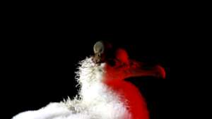 Wandering Albatross chick being attacked by mouse