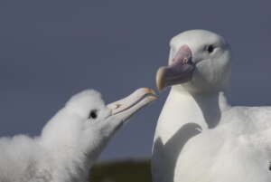 Adult Wandering albatross feeding chick