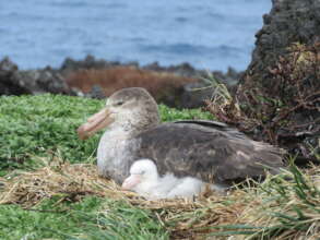 Northern Giant Petrel and chick