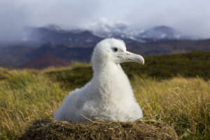Wandering albatross chick on nest