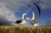 Saving Marion Island's Seabirds: The MFM Project