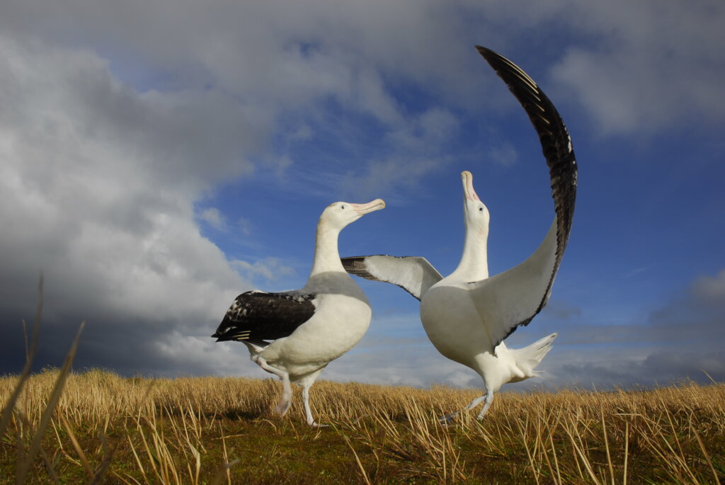 Saving Marion Island's Seabirds: The MFM Project