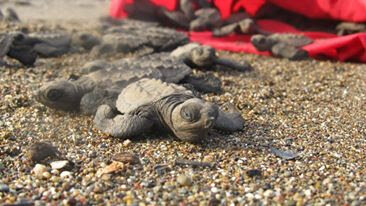 Saving Sea Turtles and Coastal Ecosystems in Guate