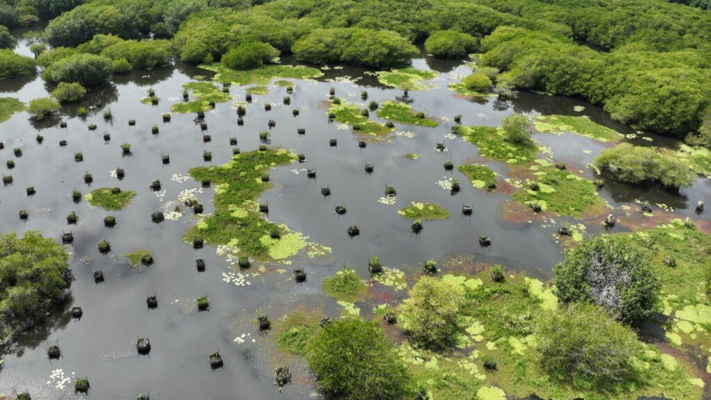 Saving Sea Turtles and Coastal Ecosystems in Guate