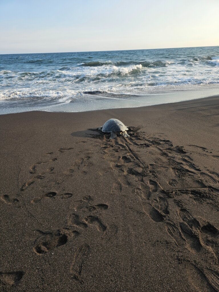 Saving Sea Turtles and Coastal Ecosystems in Guate