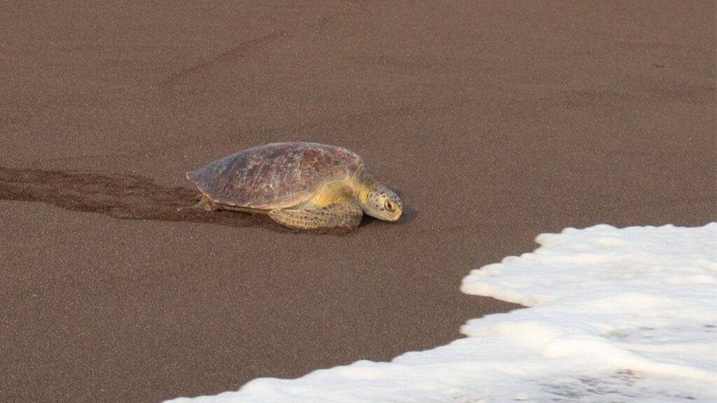 Saving Sea Turtles and Coastal Ecosystems in Guate