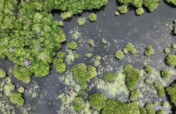 Saving Sea Turtles and Coastal Ecosystems in Guate