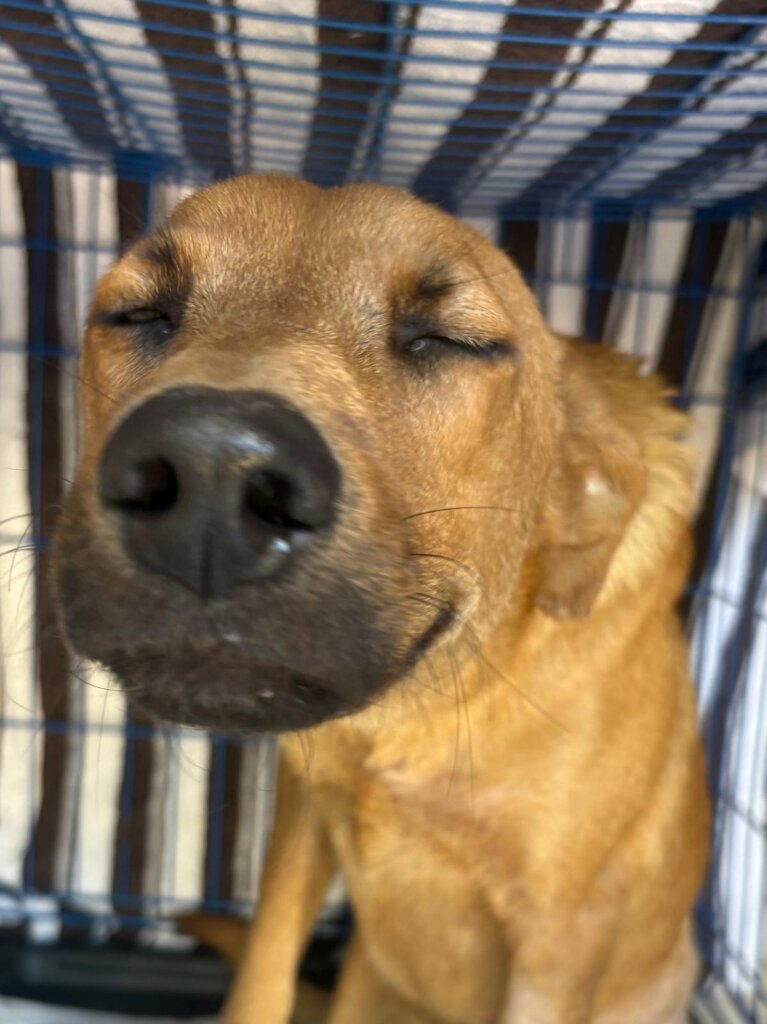 40K Surgeries: Help raise $4K for the Next Step!