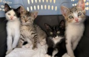 40K Surgeries: Help raise $4K for the Next Step!
