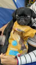 A rescued dog with food supplies