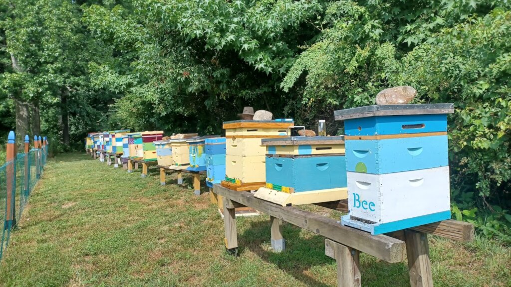 Queen Bee Breeding for Sustainable Livelihoods