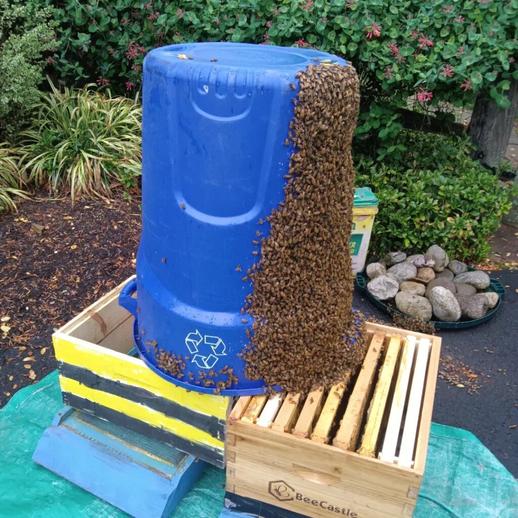 Queen Bee Breeding for Sustainable Livelihoods