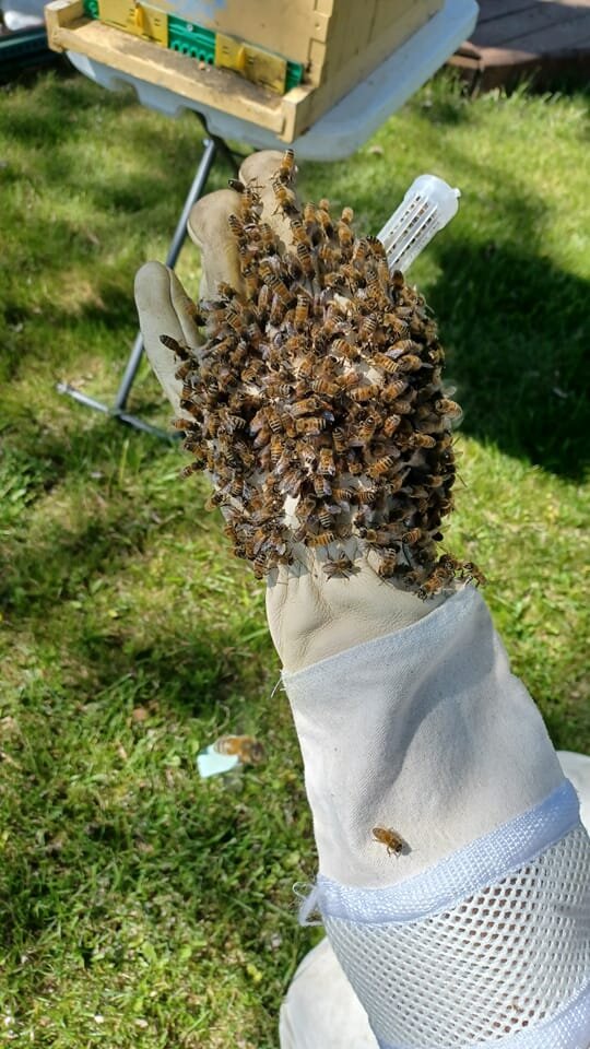 Queen Bee Breeding for Sustainable Livelihoods