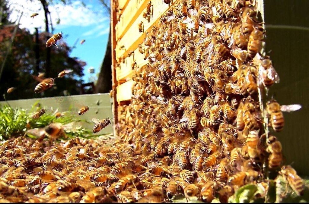 Queen Bee Breeding for Sustainable Livelihoods