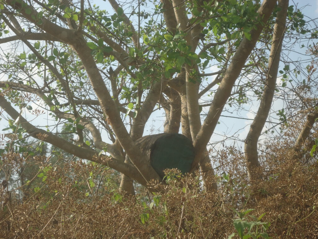 Queen Bee Breeding for Sustainable Livelihoods
