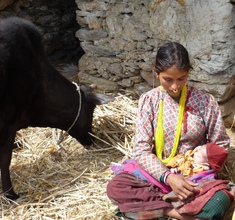 Mother with new born baby in cowshed
