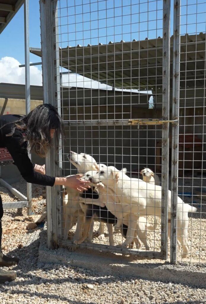 Stray dogs Management Support in Abu Samra