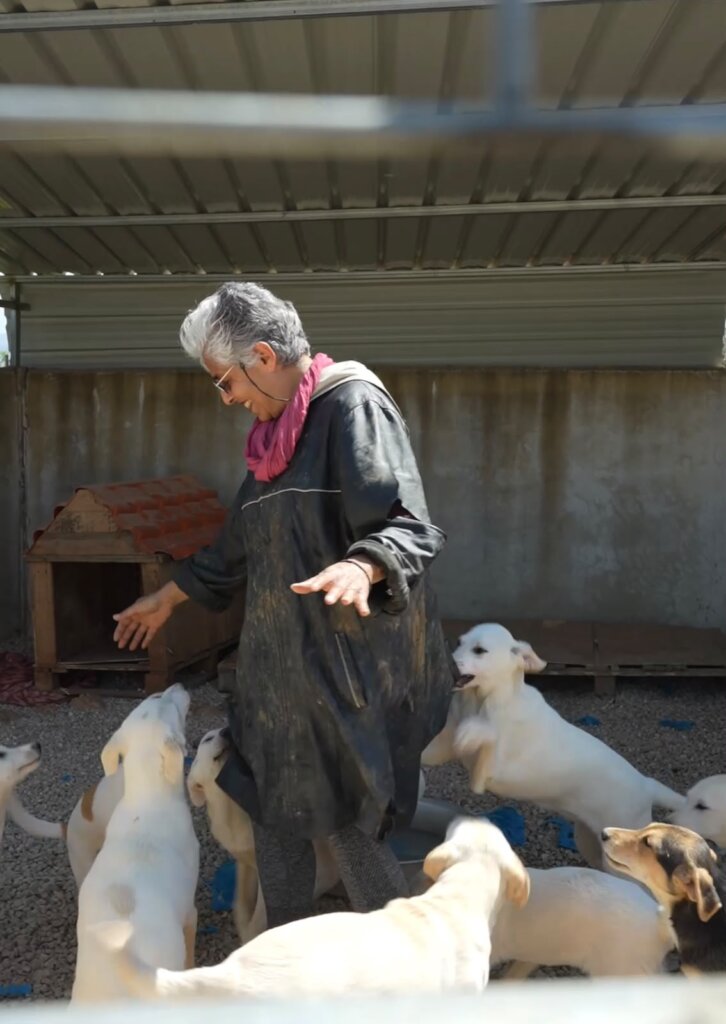 Stray dogs Management Support in Abu Samra