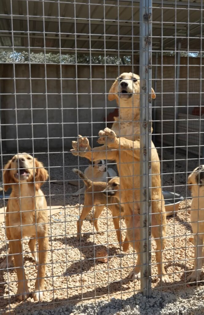 Stray dogs Management Support in Abu Samra
