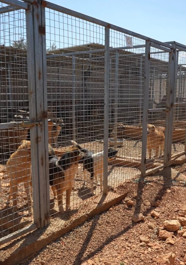 Stray dogs Management Support in Abu Samra