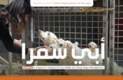 Stray dogs Management Support in Abu Samra