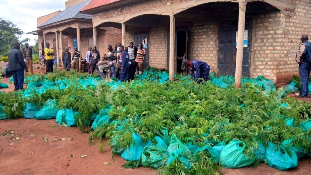 Help 1,000 Ugandan Farmers Grow Food & Plant Trees