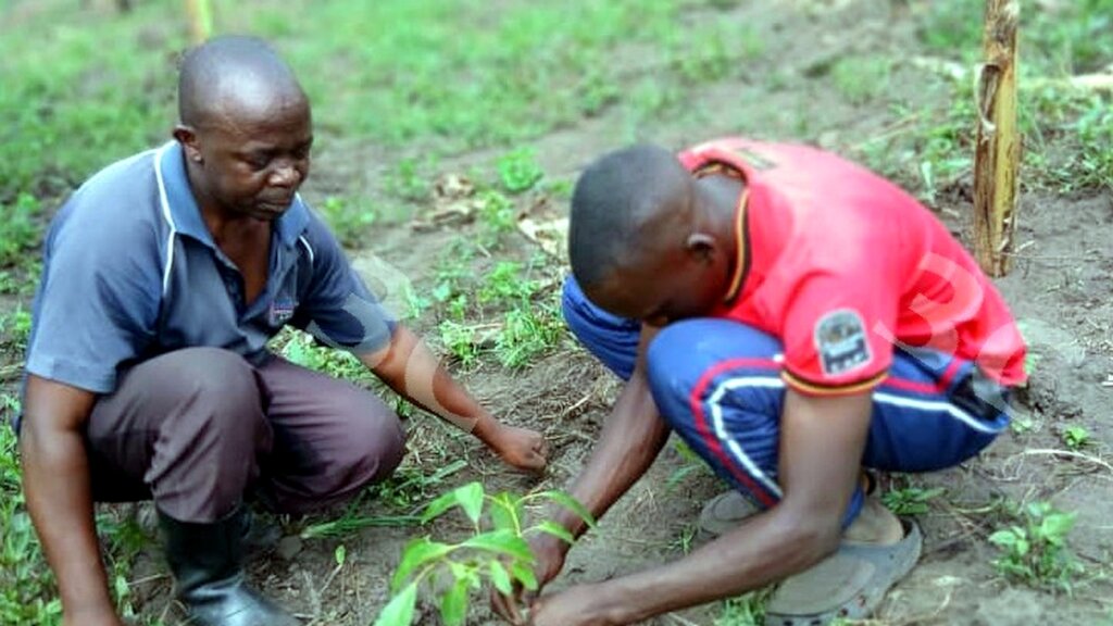 Local Action for Tree Seedling Care