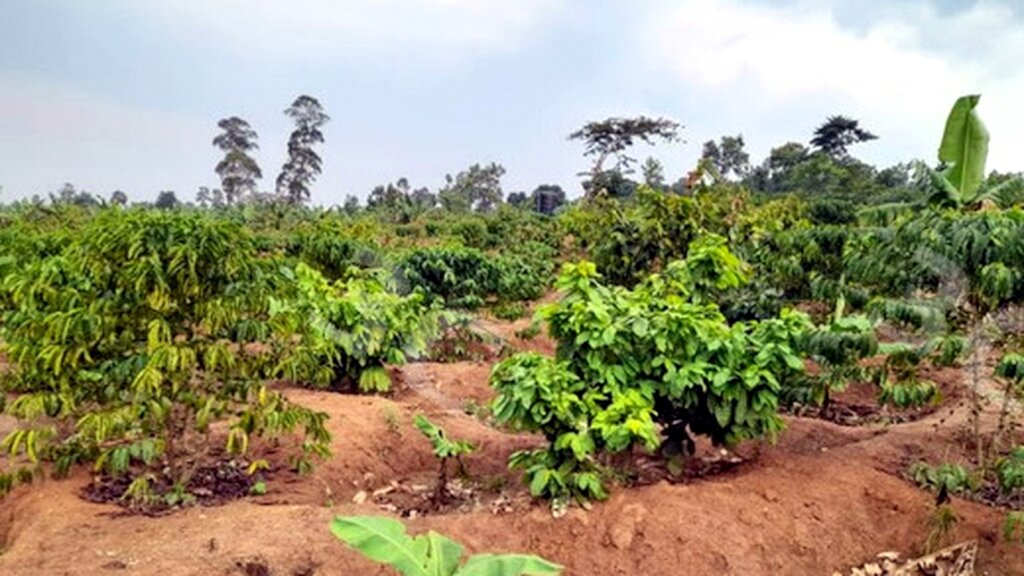 Help 1,000 Ugandan Farmers Grow Food & Plant Trees