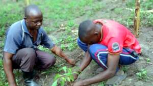 Local Action for Tree Seedling Care
