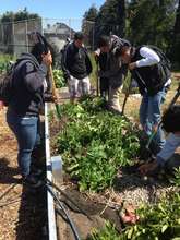 Cultivating potatoes