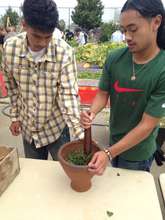 Making Pesto!
